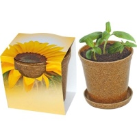 Cvetlični lončki, škatlica, korito Mini sončnica v organskem lončku