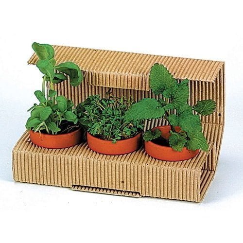 Flower pots, box, trough Herbs Trio