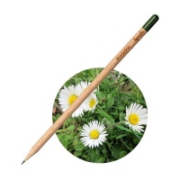Pencils Pencil Daisy