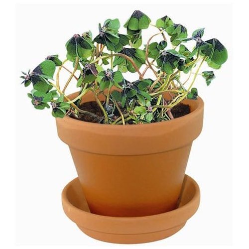 Flower pots, box, trough Lucky Growth Pot