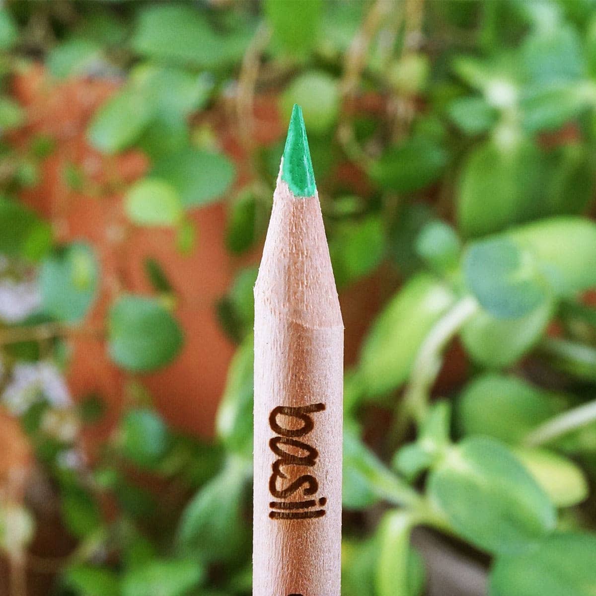 Barvice Barvice Sprout – svinčniki s semeni
