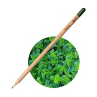 Sprout Svinčnik Timijan