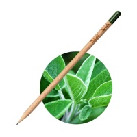 Pencils Pencil Sage