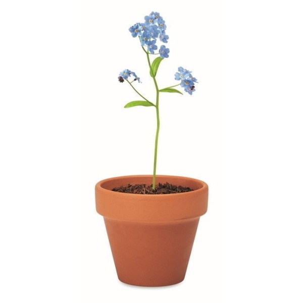 Plants in Different Packaging Terracotta pot ‘forget me not’