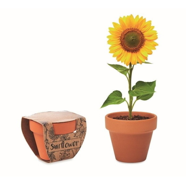 Plants in Different Packaging Terracotta pot ‘sunflower’