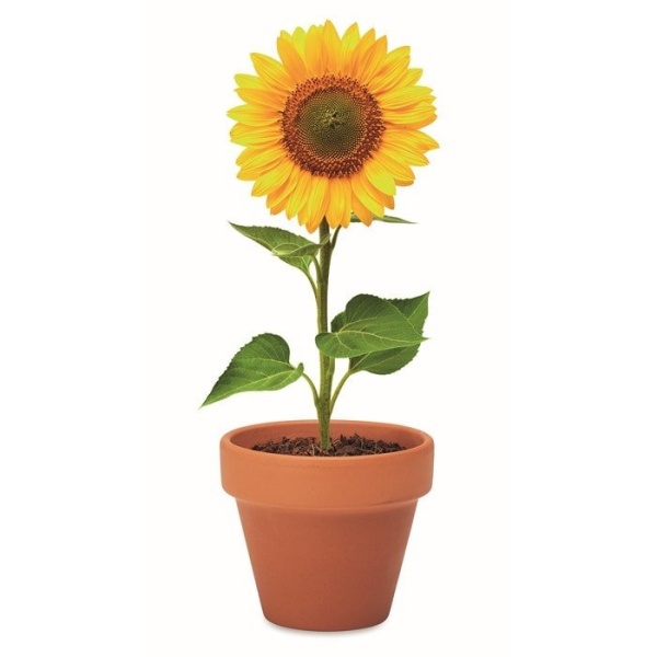 Plants in Different Packaging Terracotta pot ‘sunflower’