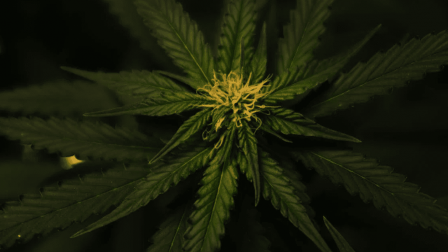 Zakaj je konoplja v zadnjih nekaj letih postala priljubljen trajnostni material?