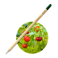 Sprout Svinčnik gozdna jagoda
